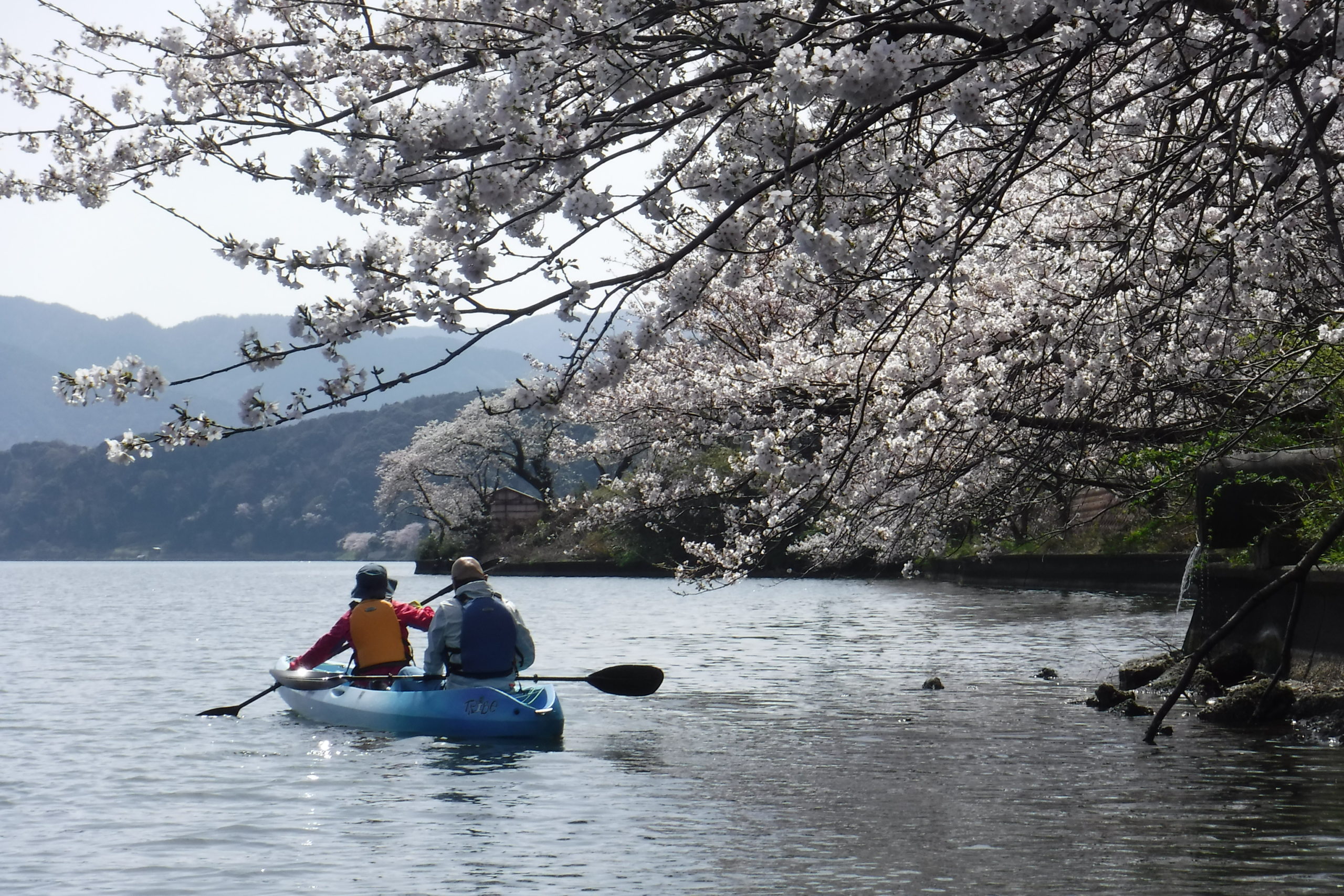 お花見カヤック